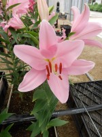 [5331 Free World VH No02.JPG]